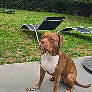 Tiyi participe au concours pour gagner de l'argent avec cette photo : dog, brown_dog, white_chest, patio, concrete, lawn, green_grass, trees, hedge, outdoor, daylight, lounge_chairs, relaxed, sitting, canine, pet, nature, quiet, calm, backyard