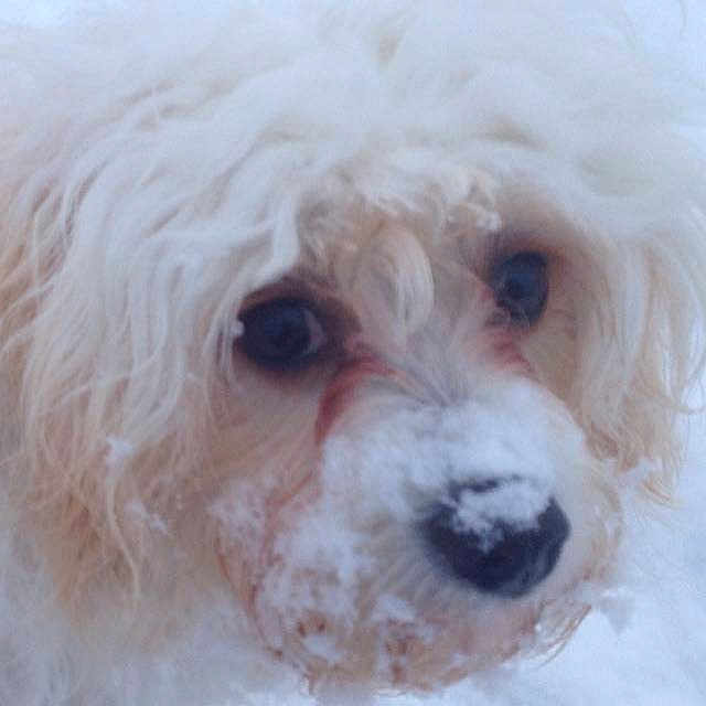 Daisy
