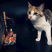 Kira a rejoint le concours — aidez-le/la à gagner de superbes lots ! cat, calico_cat, pet, animal, curious, whiskers, ears, table, decor, floral_pattern, container, dark_background, moody_lighting, alert, closeup, indoor, feline, portrait, domestic_cat, exploring
