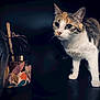 cat, calico_cat, pet, animal, curious, whiskers, ears, table, decor, floral_pattern, container, dark_background, moody_lighting, alert, closeup, indoor, feline, portrait, domestic_cat, exploring