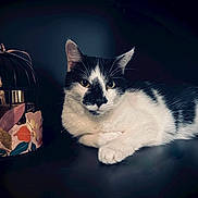 Milo a rejoint le concours — aidez-le/la à gagner de superbes lots ! cat, black_and_white, animal, pet, feline, face, whiskers, ears, decorative, birdcage, flowers, floral, dark_background, relaxed, lying_down, portrait, closeup, indoor, cute, still_life
