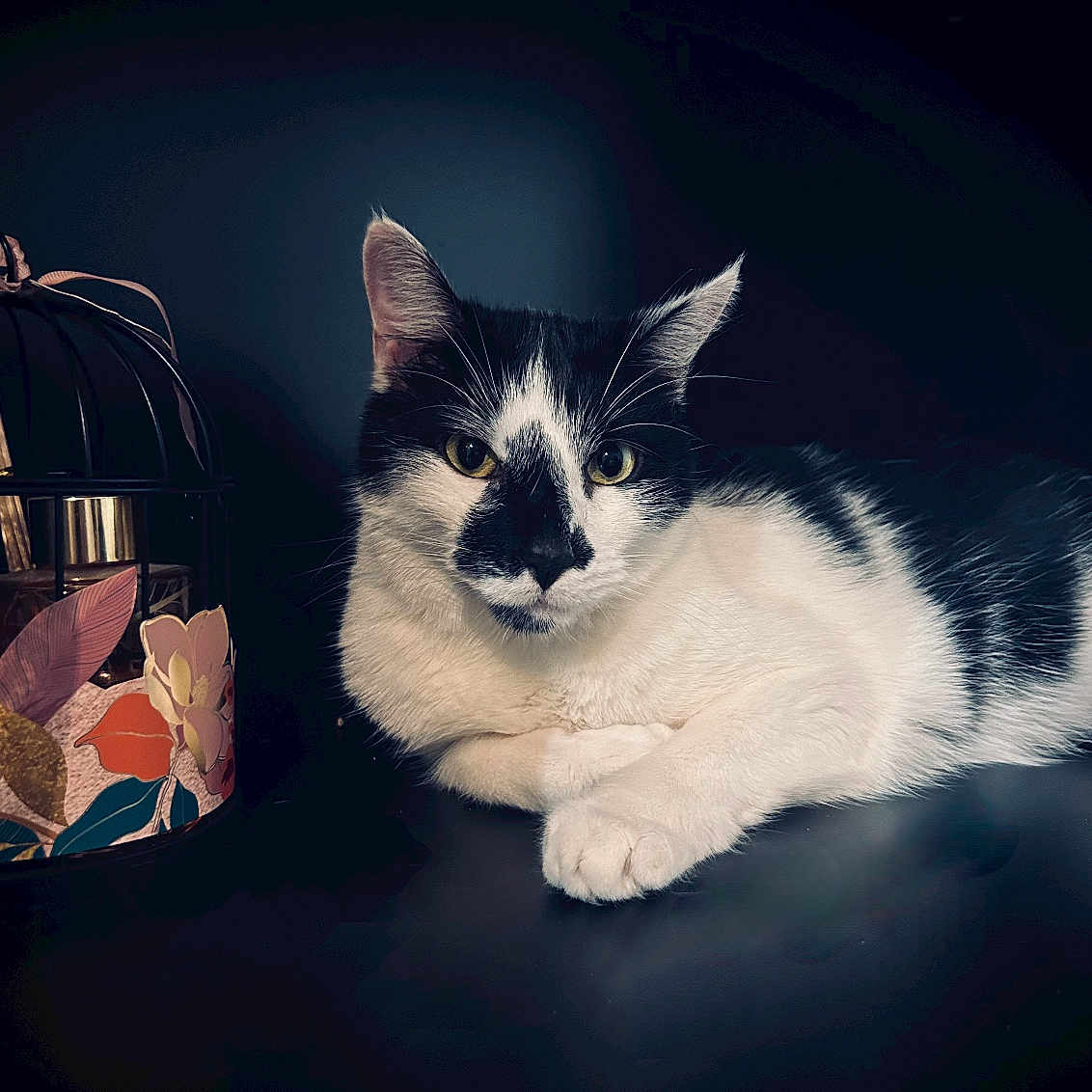 Milo