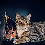Taïro a rejoint le concours — aidez-le/la à gagner de superbes lots ! cat, tabby_cat, animal, pet, feline, whiskers, ears, fur, closeup, portrait, domestic_cat, resting, indoor, decor, dark_background, table, cage, floral_pattern, curious, calm