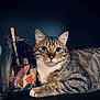 cat, tabby_cat, animal, pet, feline, whiskers, ears, fur, closeup, portrait, domestic_cat, resting, indoor, decor, dark_background, table, cage, floral_pattern, curious, calm