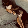 animal, black, brown, canine, comfortable, couch, dog, ears, fur, furniture, head, home, indoor, legs, lounging, paw, pet, relaxed, resting, white