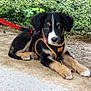 animal, black, brown, cute, dirt_path, dog, ears, face, fur, greenery, harness, leash, lying_down, nature, outdoor, paws, pet, puppy, white, young_dog