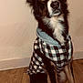 Menko a rejoint le concours — aidez-le/la à gagner de superbes lots ! animal, black, brown, canine, checkered_jacket, clothing, cute, dog, domestic, ears, fur, indoor, looking_up, pet, portrait, sitting, tail, wall, white, wooden_floor