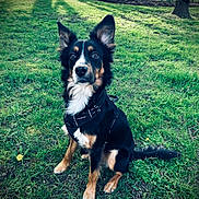 Menko a rejoint le concours — aidez-le/la à gagner de superbes lots ! dog, grass, park, tree, outdoor, animal, pet, black_coat, white_coat, tan_coat, sitting, leash, nature, ears_up, alert, sunlight, shadows, daytime, canine, muzzle