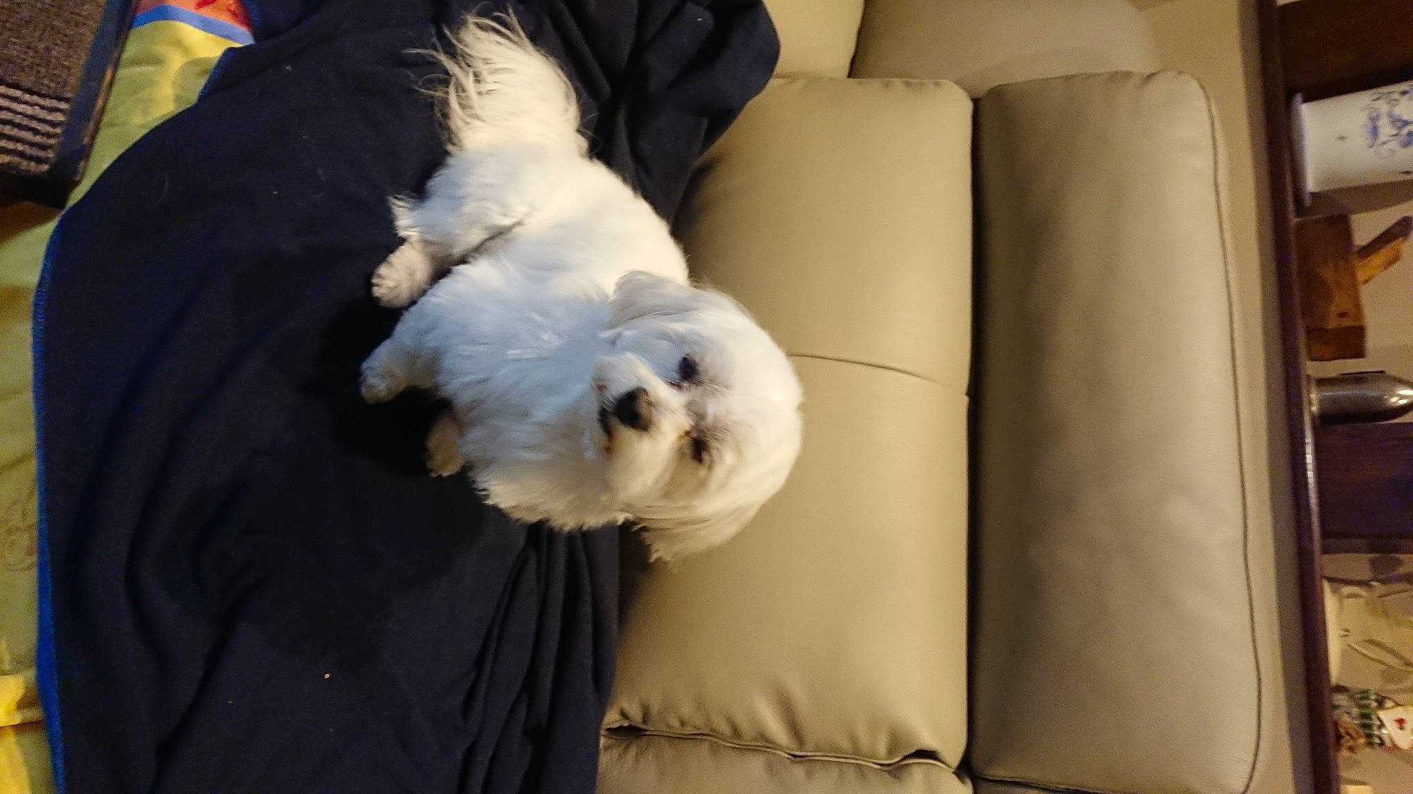 Roquette a rejoint le concours — aidez-le/la à gagner de superbes lots ! carnivore, comfort, companion_dog, couch, dog, dog_breed, felidae, fur, old_english_sheepdog, room, small_terrier, small_to_medium_sized_cats, sporting_group, stuffed_toy, tail, terrier, textile, toy_dog, vertebrate, whiskers