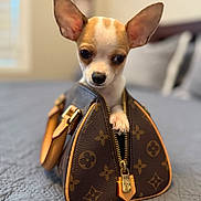 Chestnut is registered to the contest to win money with this photo: dog, chihuahua, puppy, handbag, luxury_brand, louis_vuitton, zipper, bed, bedding, indoor, pet, cute, small_dog, fur, ears, animal, face, paw, leather, fashion