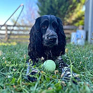 Clovys participe au concours pour gagner de l'argent avec cette photo : dog, grass, ball, outdoor, pet, black_and_white, animal, nature, garden, playing, laying_down, focus, closeup, fur, ears, nostrils, snout, summer, daylight, leaves