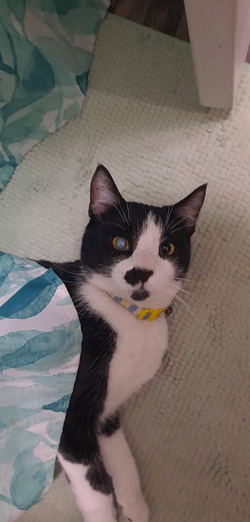 Domino joined the competition — help win amazing prizes! art, box, carnivore, cat, domestic_short_haired_cat, felidae, formal_wear, fur, grey, linens, paw, small_to_medium_sized_cats, snout, tail, whiskers