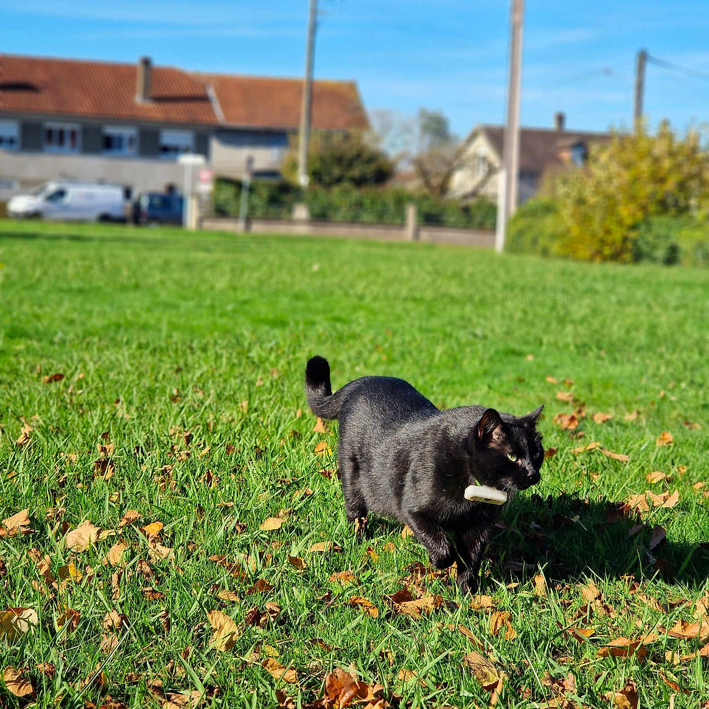 Kedi