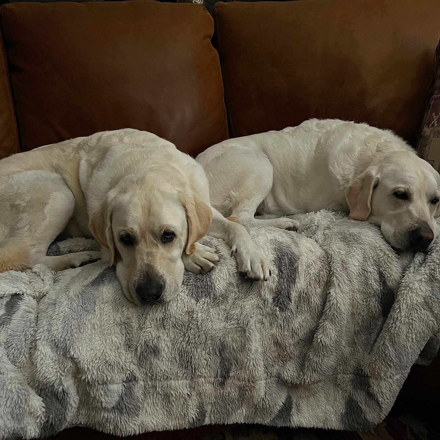 Sunny And Blue joined the competition — help win amazing prizes! animal, blanket, brown, canine, companion, couch, cozy, cream_color, dog, fur, furniture, home, indoor, labrador_retriever, mammal, pet, relaxed, resting, sleepy, two_animals