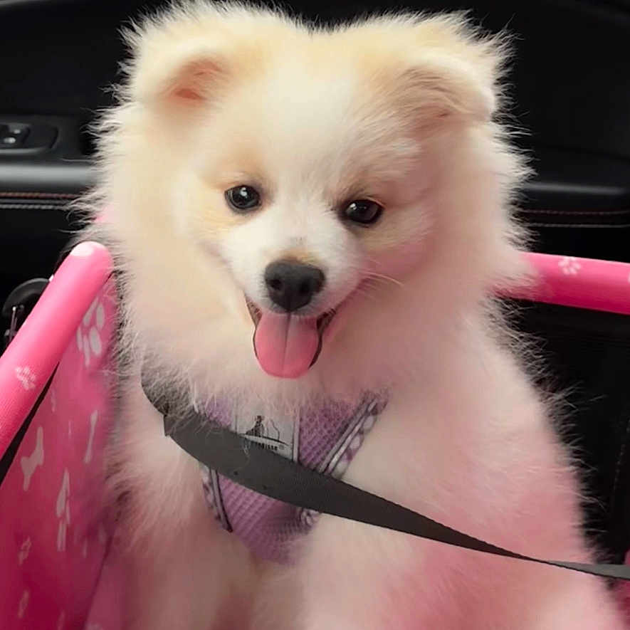 Lily joined the competition — help win amazing prizes! animal, bodypart, canine, car, cockerspaniel, dog, eskimodog, husky, mouth, papillon, person, pet, puppy, terrier, tongue, transportation, vehicle, whitedog