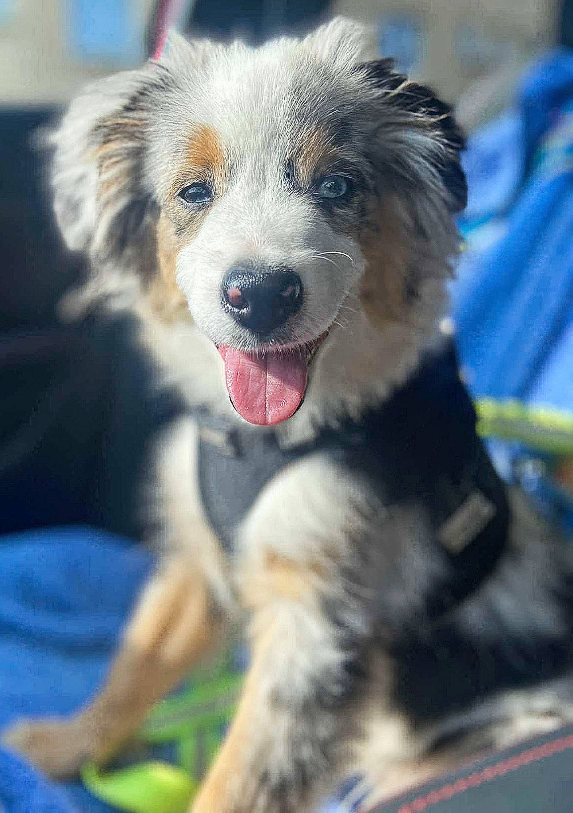 Stitch a rejoint le concours — aidez-le/la à gagner de superbes lots ! border_collie, canidae, carnivore, companion_dog, dog, dog_breed, fang, fur, plant, shout, snout, sporting_group, whiskers, working_dog