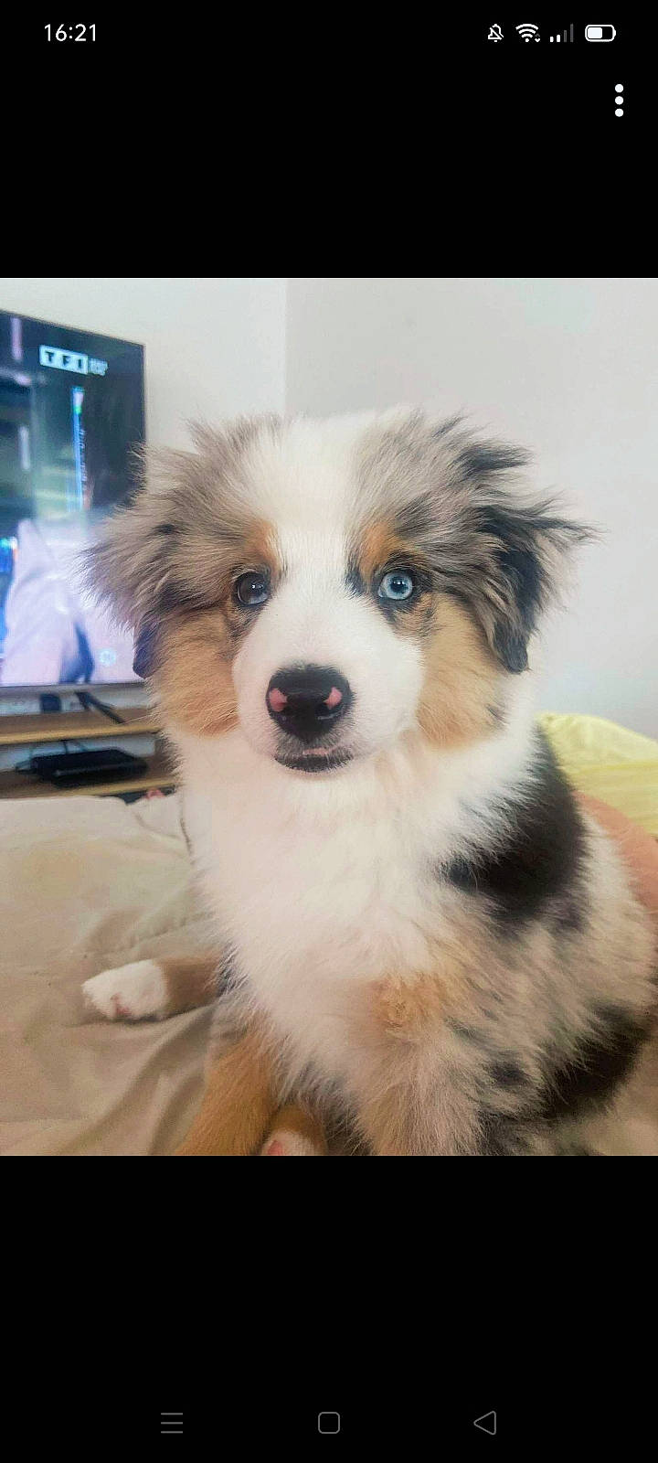 Stitch a rejoint le concours — aidez-le/la à gagner de superbes lots ! art, australian_shepherd, border_collie, canidae, carnivore, companion_dog, dog, dog_breed, fur, herding_dog, plant, puppy, sporting_group, whiskers, working_animal, working_dog