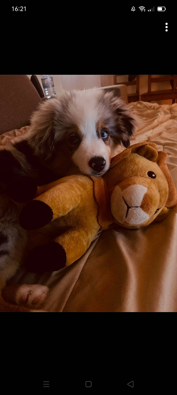 Stitch a rejoint le concours — aidez-le/la à gagner de superbes lots ! canidae, carnivore, comfort, companion_dog, couch, dog, dog_breed, dog_supply, ear, fawn, flooring, fur, happy, snout, sporting_group, teddy_bear, toy, toy_dog, whiskers, working_animal