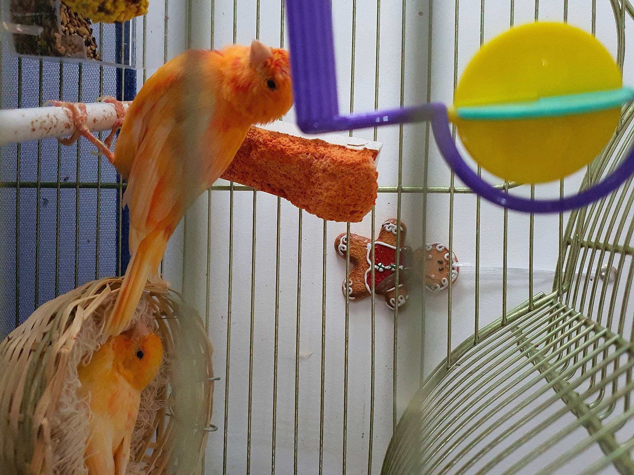 Canaris Jaune Et Orange a rejoint le concours — aidez-le/la à gagner de superbes lots ! atlantic_canary, beak, bird, bird_supply, cage, canary, fawn, feather, finch, perching_bird, songbird, tail