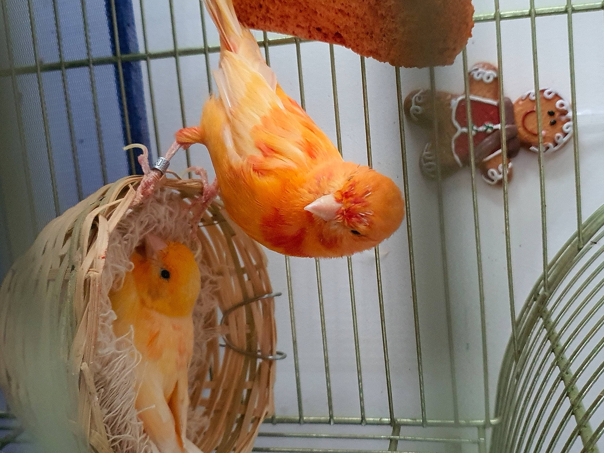 Canaris Jaune Et Orange a rejoint le concours — aidez-le/la à gagner de superbes lots ! atlantic_canary, beak, bird, canary, feather, finch, perching_bird, songbird