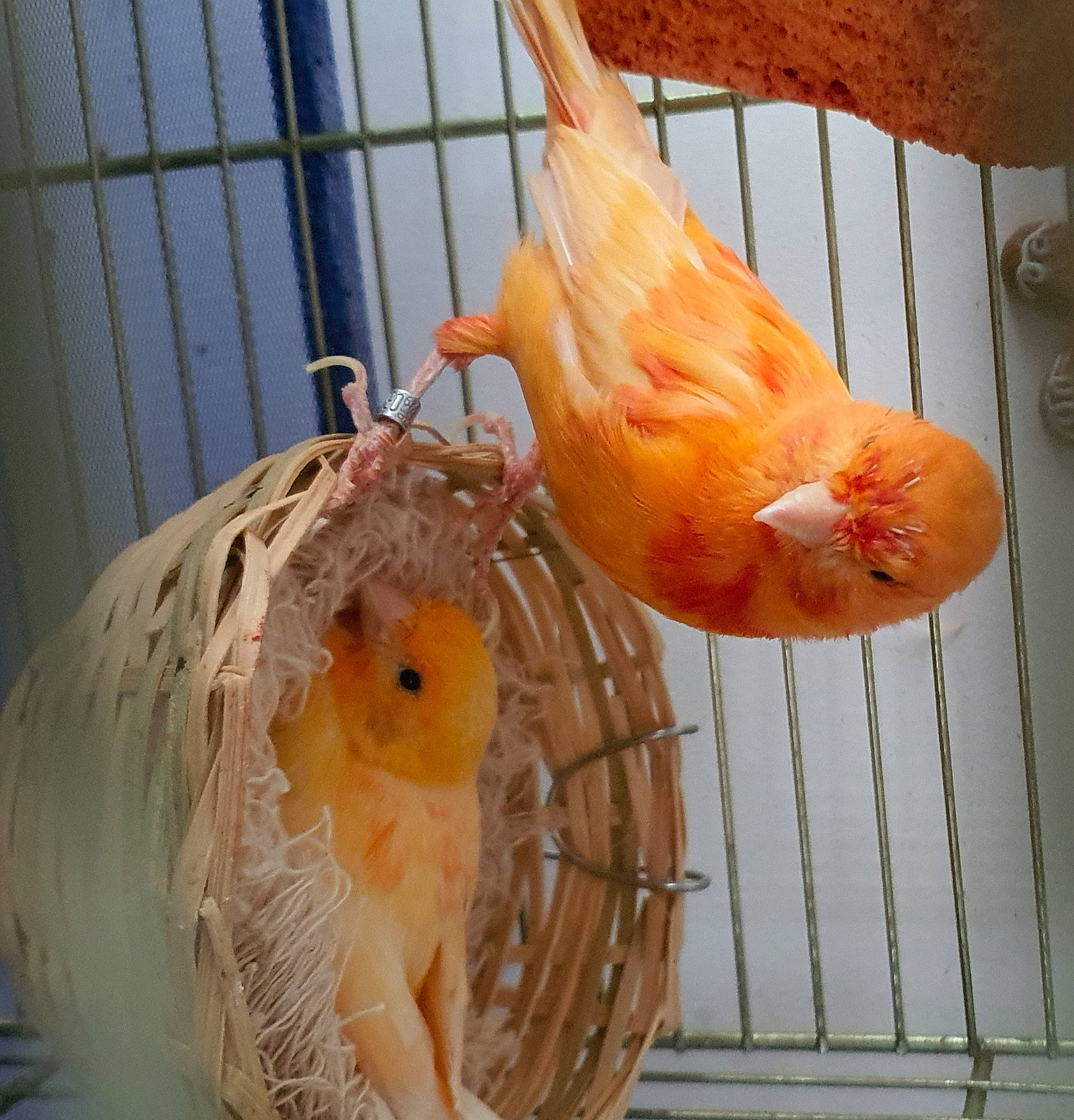 Canaris Jaune Et Orange a rejoint le concours — aidez-le/la à gagner de superbes lots ! atlantic_canary, beak, bird, cage, canary, comb, feather, finch, parrot, perching_bird, songbird, tail, wing