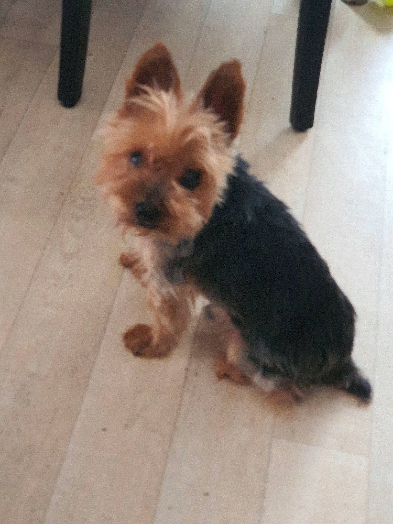 Chaussette a rejoint le concours — aidez-le/la à gagner de superbes lots ! australian_silky_terrier, australian_terrier, biewer_terrier, cairn_terrier, canidae, carnivore, companion_dog, dog, dog_breed, mammal, morkie, norwich_terrier, puppy, rare_breed_dog, small_terrier, terrier, toy_dog, vertebrate, yorkipoo, yorkshire_terrier