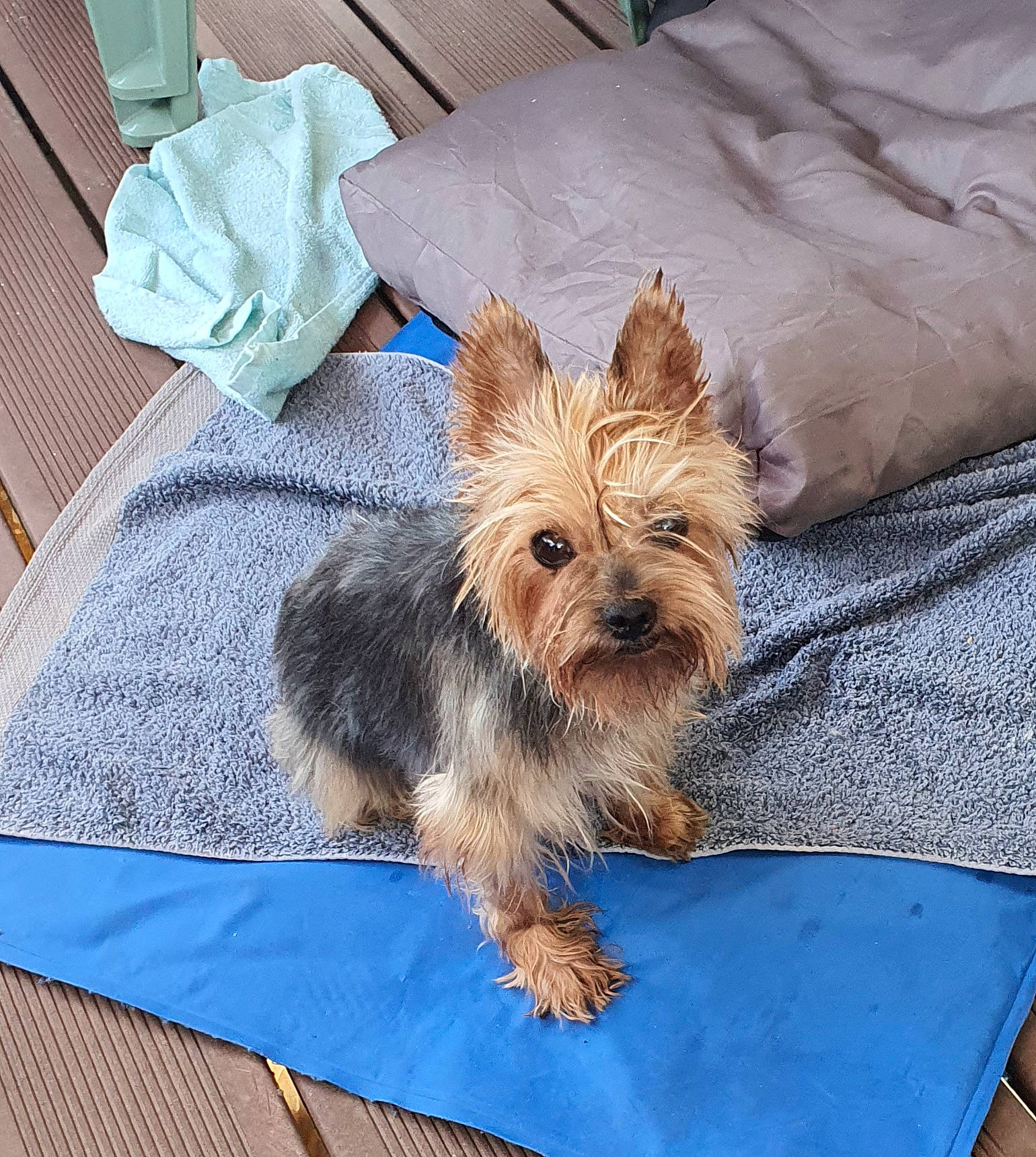 Chaussette participe au concours pour gagner de l'argent avec cette photo : australian_silky_terrier, australian_terrier, biewer_terrier, cairn_terrier, canidae, carnivore, companion_dog, dog, dog_breed, glen_of_imaal_terrier, mammal, morkie, norwich_terrier, puppy, rare_breed_dog, small_terrier, terrier, toy_dog, vertebrate, yorkshire_terrier