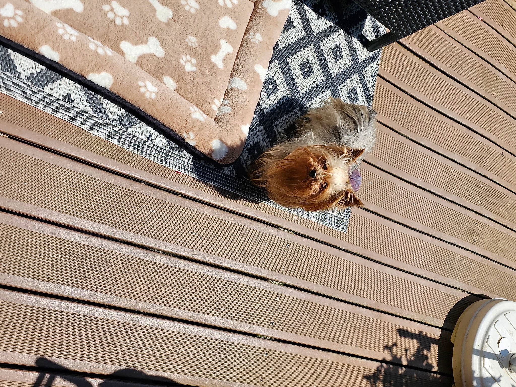 Pépette participe au concours pour gagner de l'argent avec cette photo : carnivore, companion_dog, dog, dog_breed, eyewear, fashion_accessory, fawn, feather, felidae, fur, linens, mammal, metal, pattern, roof, shadow, sunglasses, tail, toy_dog, wood