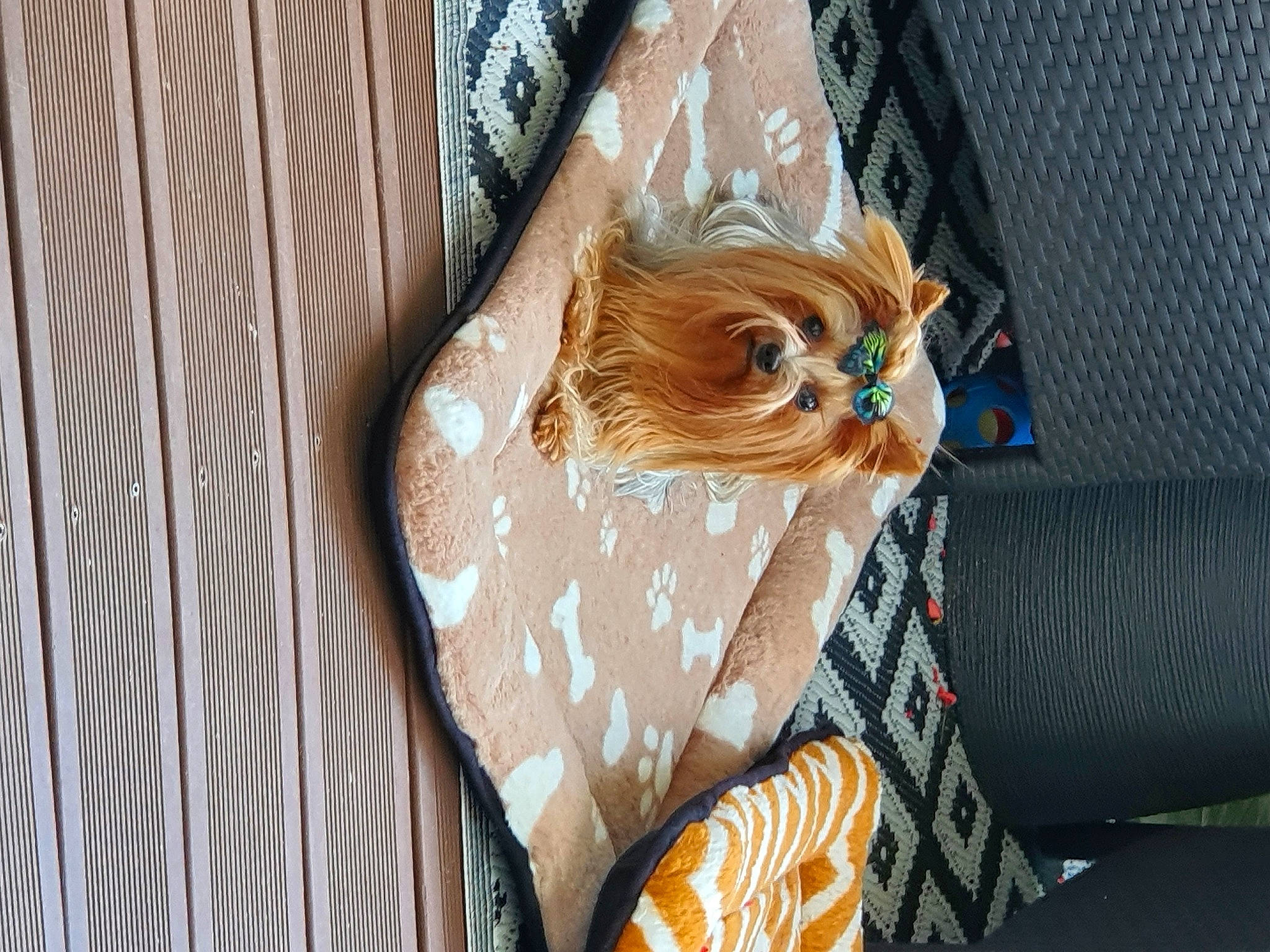 Pépette a rejoint le concours — aidez-le/la à gagner de superbes lots ! bag, carnivore, cat, comfort, companion_dog, couch, eyewear, fawn, felidae, glasses, human_leg, linens, pattern, small_to_medium_sized_cats, sunglasses, textile, thigh, whiskers, window, wood