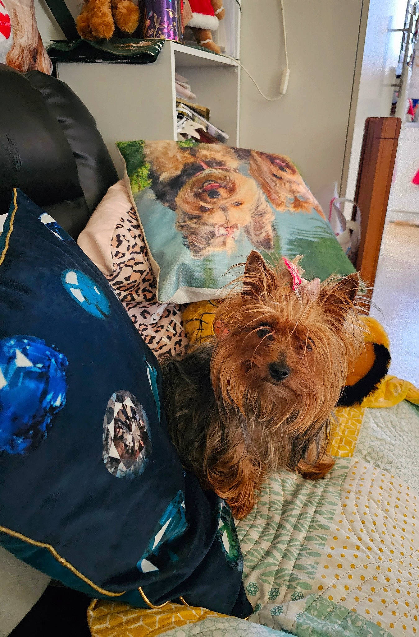 Sibelle a rejoint le concours — aidez-le/la à gagner de superbes lots ! bag, canidae, carnivore, companion_dog, dog, dog_breed, dog_supply, fashion_accessory, flooring, fur, liver, room, shelf, small_terrier, snout, sporting_group, terrier, toy_dog, working_animal, working_terrier