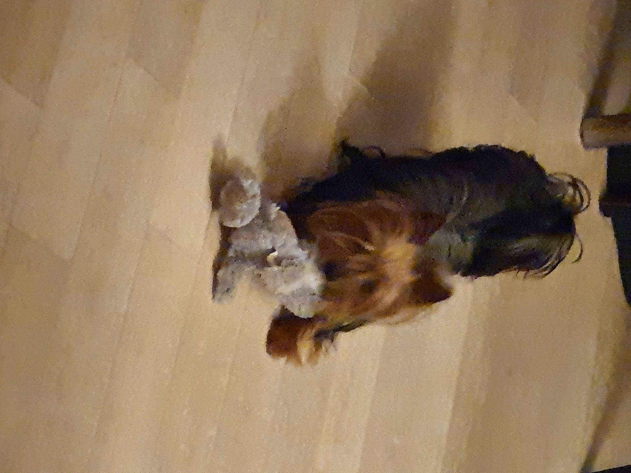 Sibelle a rejoint le concours — aidez-le/la à gagner de superbes lots ! canidae, carnivore, companion_dog, dog, dog_breed, fawn, feather, felidae, flooring, fur, hardwood, liver, small_to_medium_sized_cats, sporting_group, tail, wing, wood, wood_stain