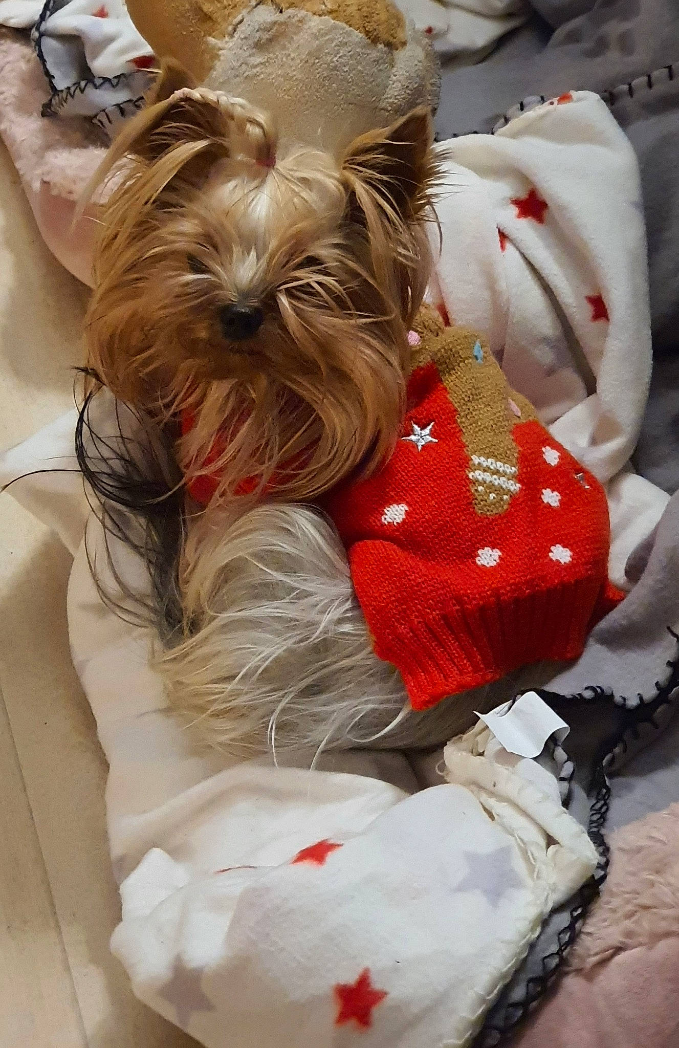 Pépette a rejoint le concours — aidez-le/la à gagner de superbes lots ! canidae, carnivore, christmas, collar, companion_dog, dog, dog_breed, dog_clothes, dog_supply, fashion_accessory, fawn, fur, liver, pet_supply, small_terrier, snout, sporting_group, toy_dog, working_animal, yorkshire_terrier