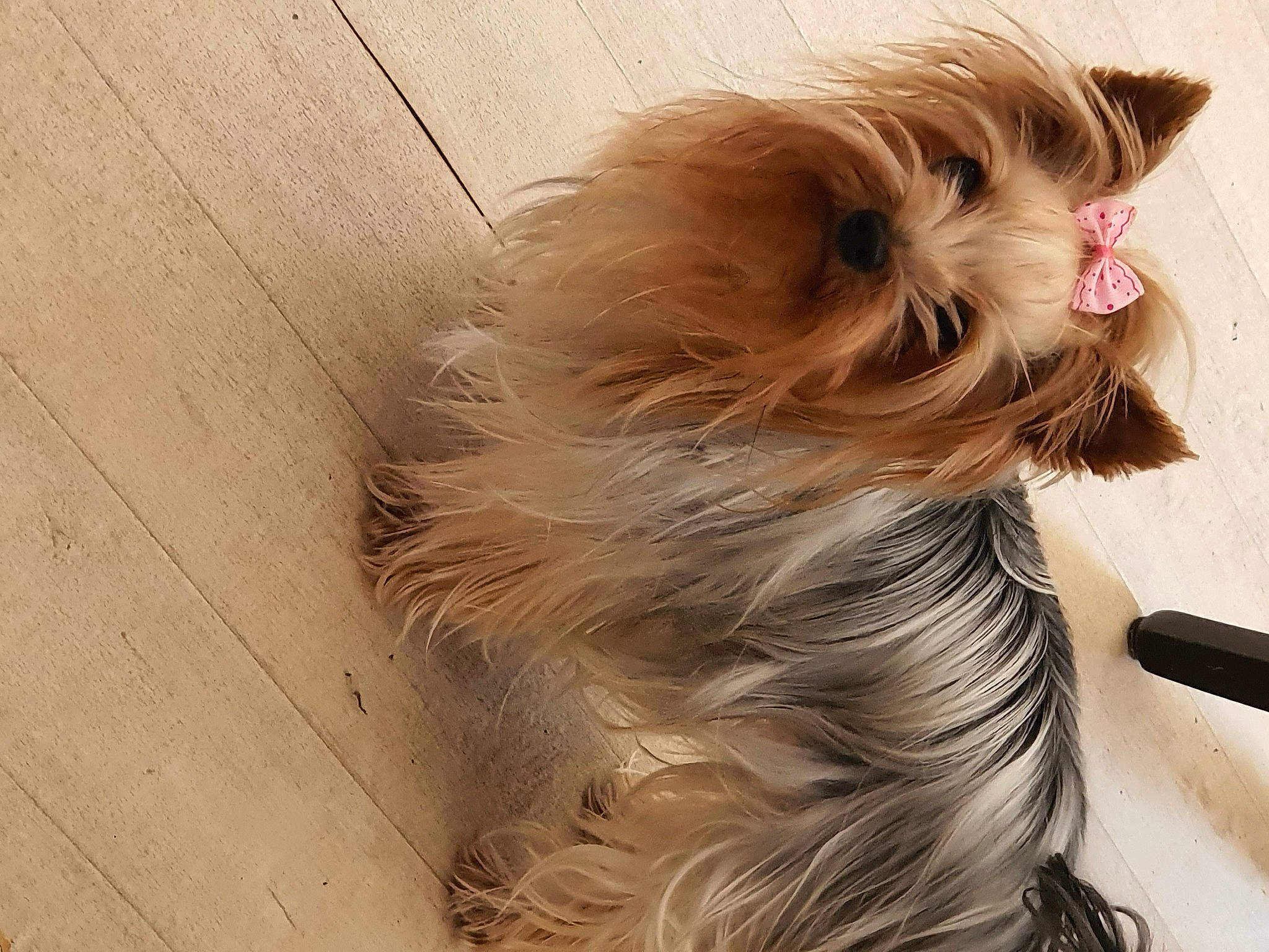 Pépette a rejoint le concours — aidez-le/la à gagner de superbes lots ! canidae, carnivore, companion_dog, dog, dog_breed, dog_clothes, dog_supply, ear, fashion_accessory, fawn, liver, small_terrier, snout, sporting_group, tail, terrier, toy_dog, whiskers, wood, yorkshire_terrier