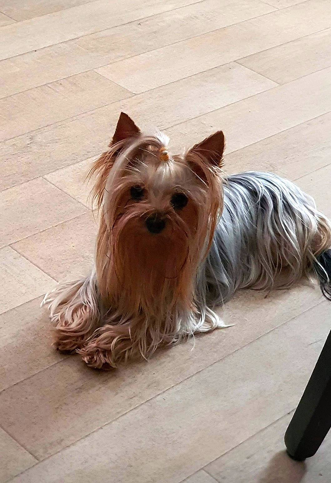 Pépette a rejoint le concours — aidez-le/la à gagner de superbes lots ! biewer_terrier, canidae, carnivore, companion_dog, dog, dog_breed, dog_supply, fashion_accessory, fawn, flooring, fur, liver, non_sporting_group, road_surface, small_terrier, sporting_group, terrier, toy_dog, wood, working_animal