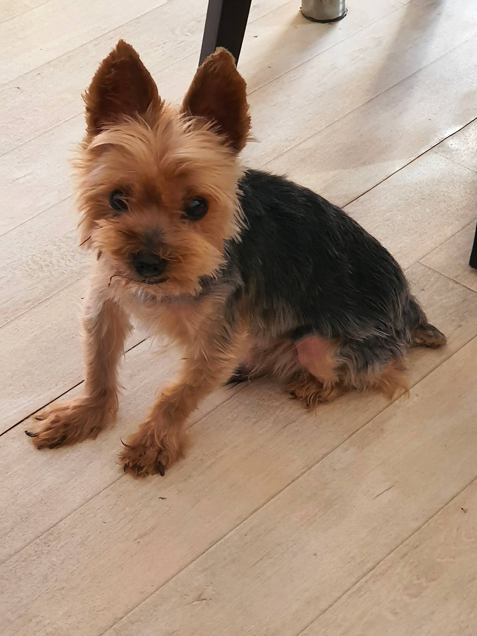 Chaussette a rejoint le concours — aidez-le/la à gagner de superbes lots ! australian_silky_terrier, australian_terrier, biewer_terrier, cairn_terrier, canidae, carnivore, companion_dog, dog, dog_breed, mammal, morkie, norwich_terrier, puppy, rare_breed_dog, small_terrier, snout, terrier, vertebrate, yorkipoo, yorkshire_terrier