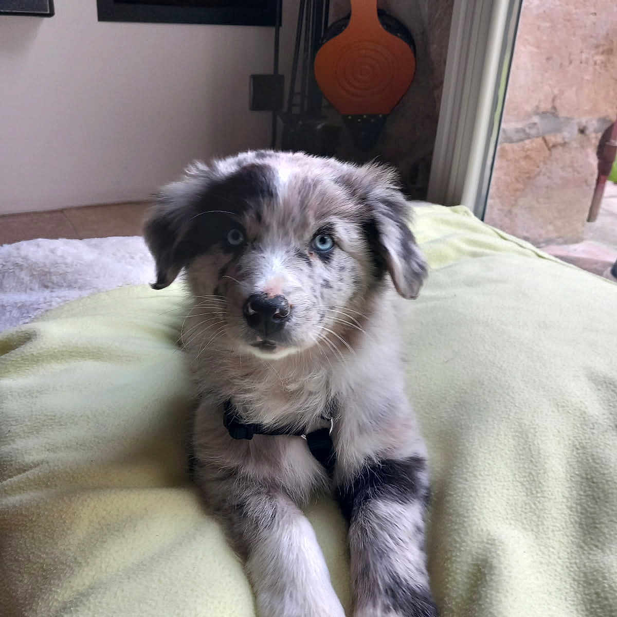 Aiko participe au concours pour gagner de l'argent avec cette photo : animal, blanket, blue_eyes, collar, cozy, curious, cute, dog, ears, fur, indoor, lying_down, nose, pet, puppy, resting, soft_texture, speckled_fur, whiskers, young_dog
