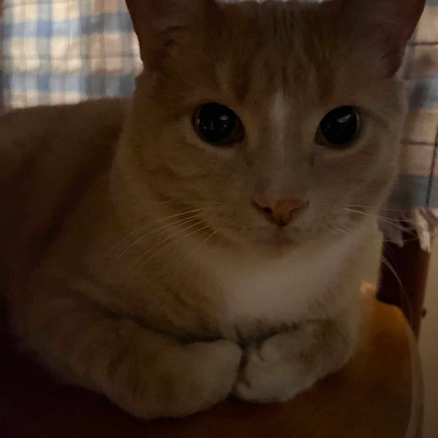 Leon is registered to the contest to win money with this photo: animal, background_blur, cat, close_up, curious, cute, domestic_animal, ears, feline, fur, indoor, mammal, paws, pet, portrait, relaxed, sitting, soft_light, whiskers, wooden_surface