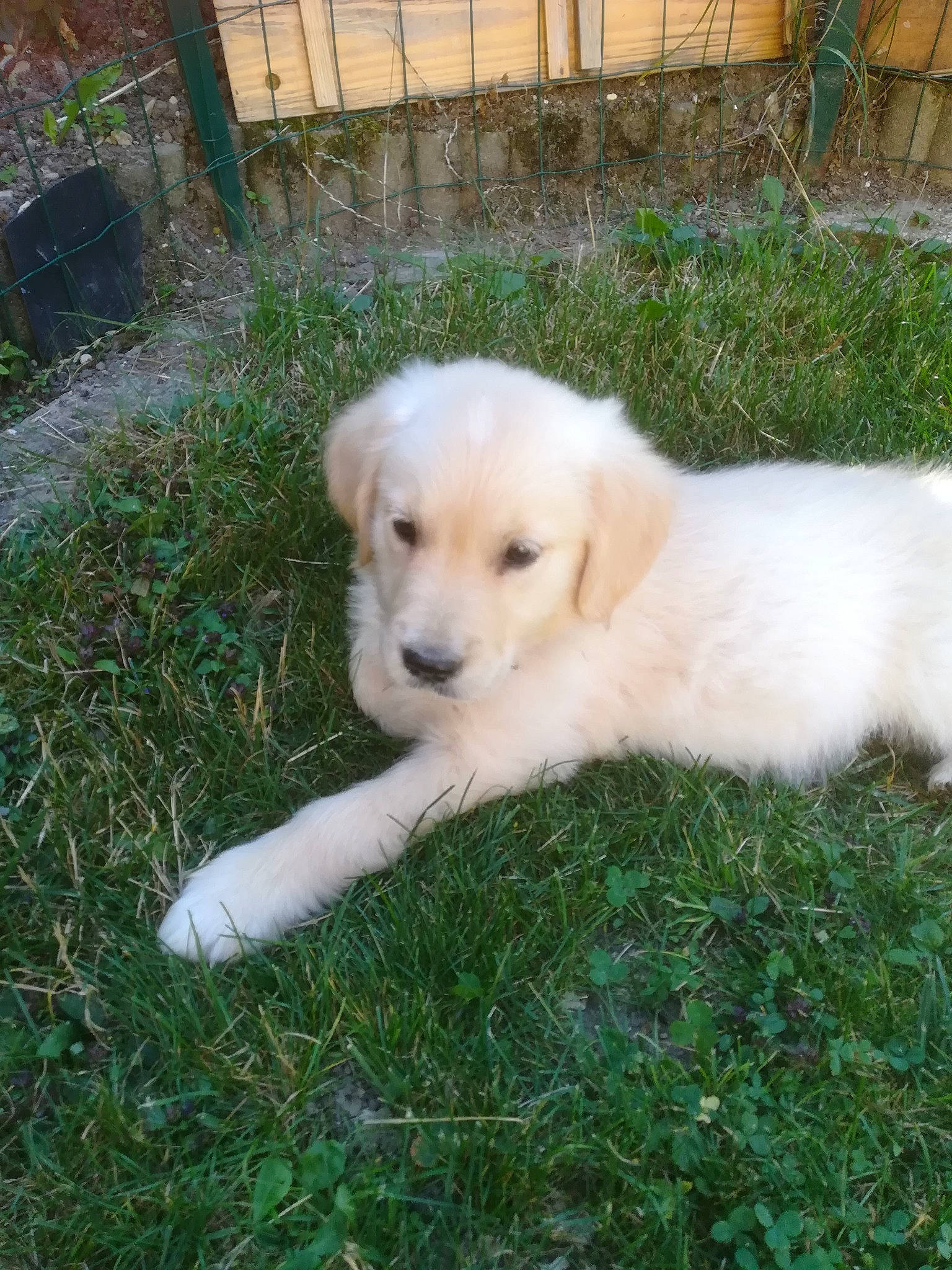 Pepper a rejoint le concours — aidez-le/la à gagner de superbes lots ! akbash_dog, canidae, carnivore, companion_dog, dog, dog_breed, golden_retriever, kintamani, kuvasz, labrador_retriever, livestock_guardian_dog, mammal, maremma_sheepdog, polish_tatra_sheepdog, puppy, retriever, slovak_cuvac, small_greek_domestic_dog, sporting_group, vertebrate