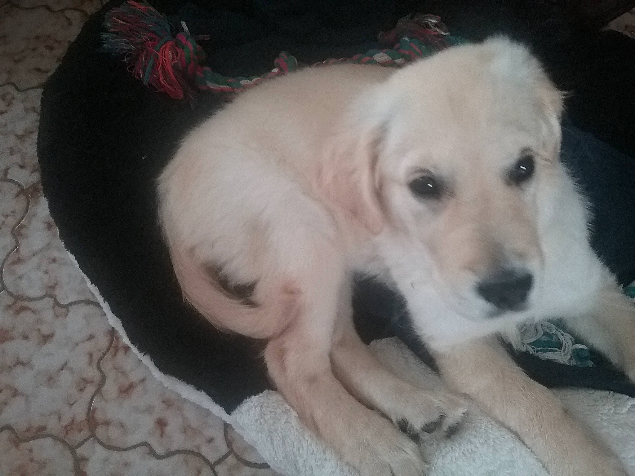 Pepper participe au concours pour gagner de l'argent avec cette photo : akbash_dog, beagador, canidae, carnivore, companion_dog, dog, dog_breed, fawn, golden_retriever, great_pyrenees, labrador_retriever, mammal, maremma_sheepdog, mucuchies, puppy, rare_breed_dog, retriever, small_greek_domestic_dog, sporting_group, vertebrate