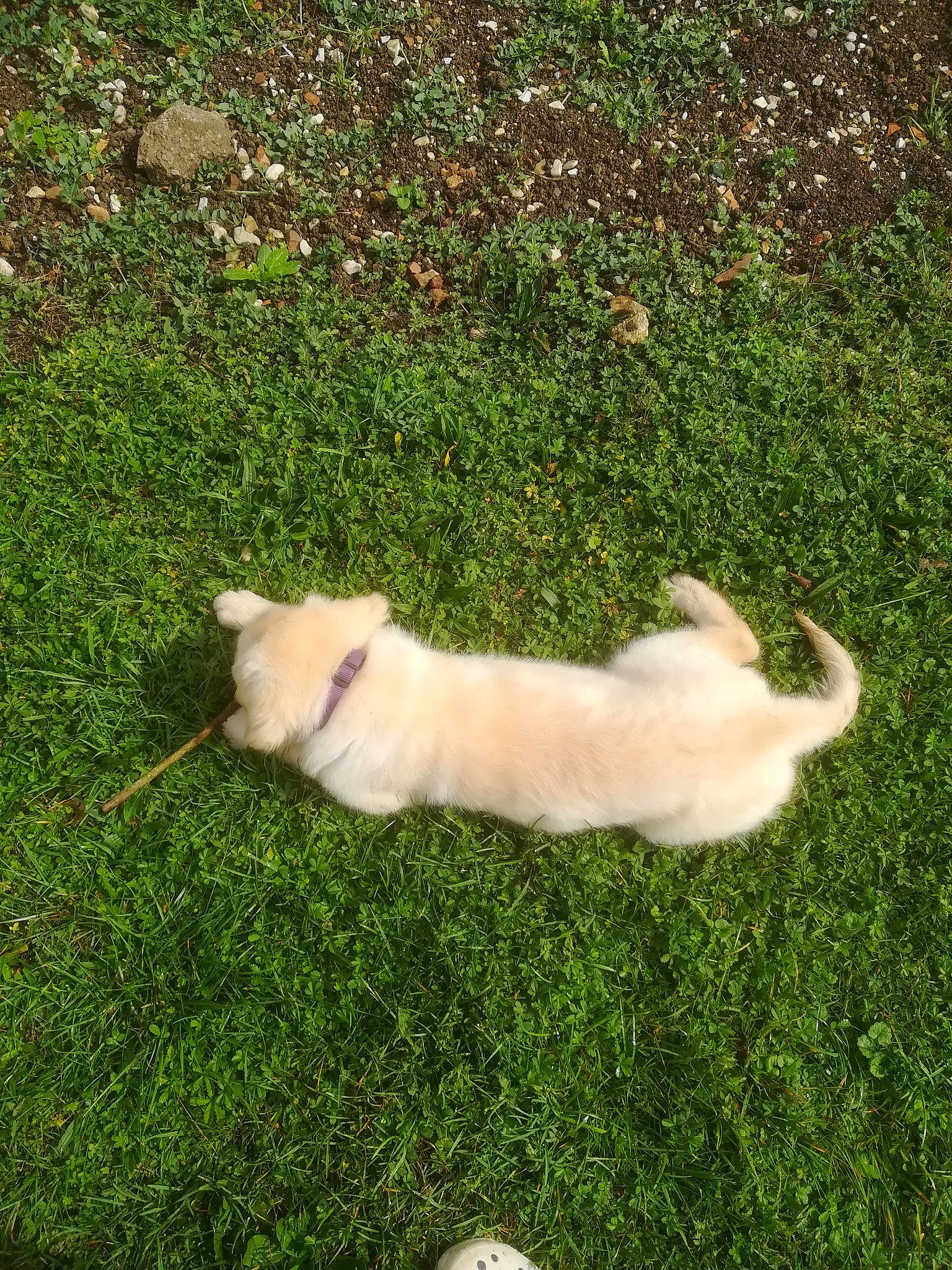 Pepper participe au concours pour gagner de l'argent avec cette photo : akita, canidae, carnivore, companion_dog, dog, dog_breed, fawn, golden_retriever, grass, mammal, non_sporting_group, pomeranian, puppy, sporting_group, tail