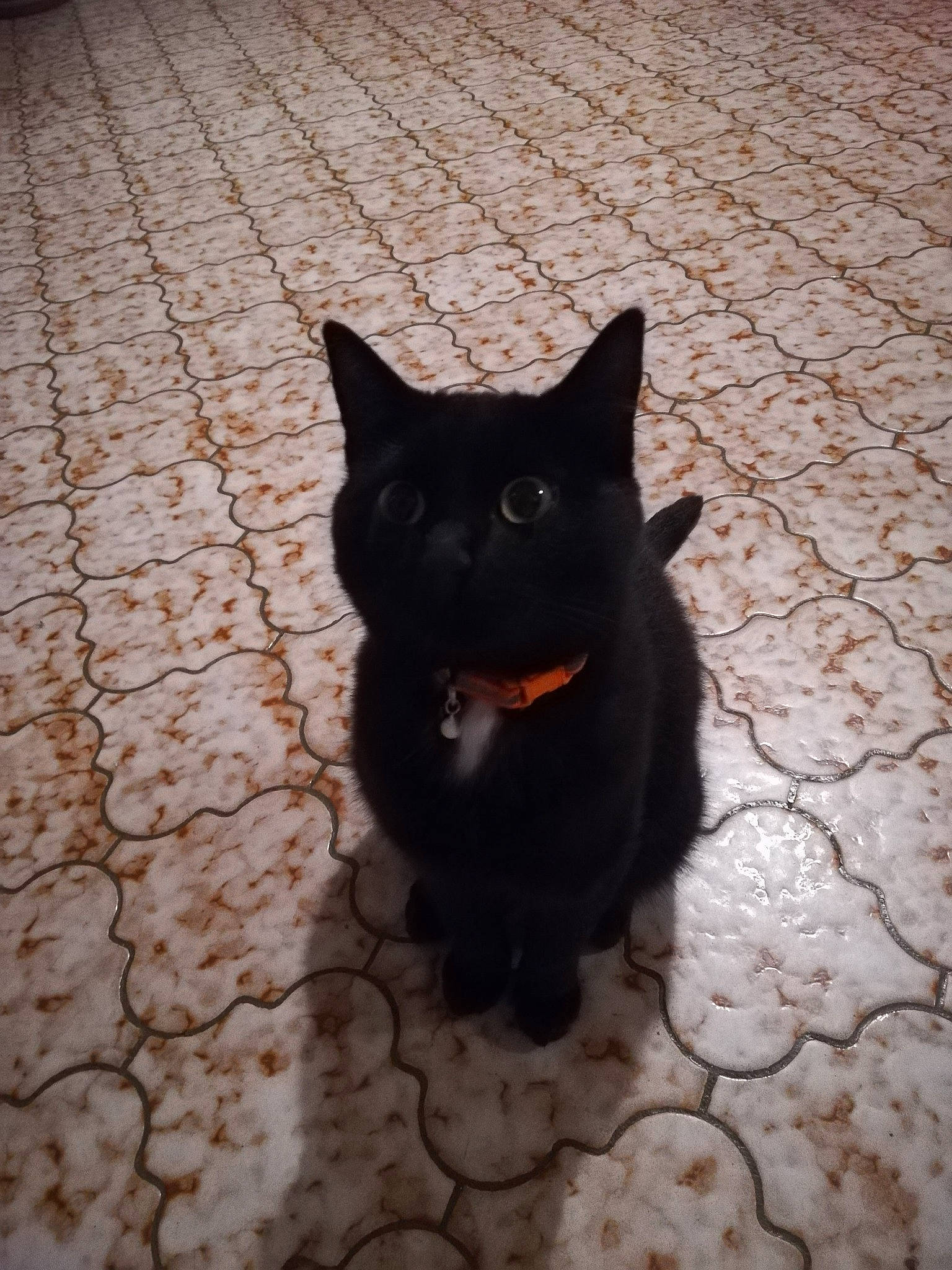 Oggy a rejoint le concours — aidez-le/la à gagner de superbes lots ! black, black_cat, bombay, carnivore, cat, domestic_short_haired_cat, ear, eye, felidae, fur, sky, small_to_medium_sized_cats, snout, tail, whiskers