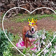 Scooby-Doo is registered to the contest to win money with this photo: dog, garden, plants, flowers, greenery, harness, digital_crown, heart_shape, outdoor, pet, nature, grass, woodpile, smiling, canine, animal, playful, leaf, summer, background