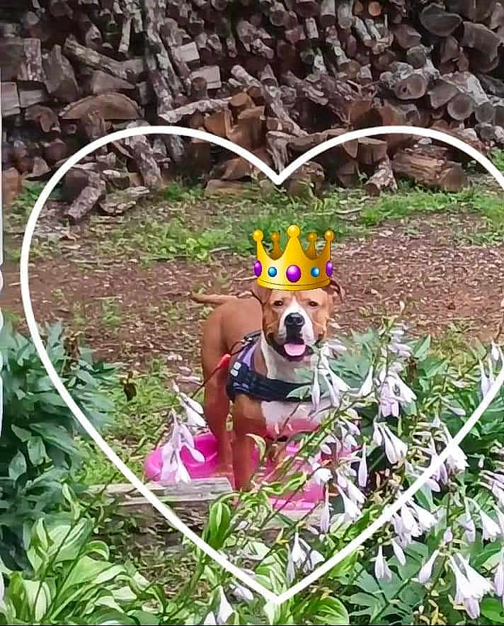 Scooby-Doo is registered to the contest to win money with this photo: dog, garden, plants, flowers, greenery, harness, digital_crown, heart_shape, outdoor, pet, nature, grass, woodpile, smiling, canine, animal, playful, leaf, summer, background