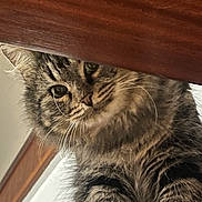 Titouf participe au concours pour gagner de l'argent avec cette photo : cat, tabby, fur, whiskers, curious, wood, peeking, animal, pet, indoor, closeup, face, ears, feline, soft_focus, brown, striped, portrait, cute, looking