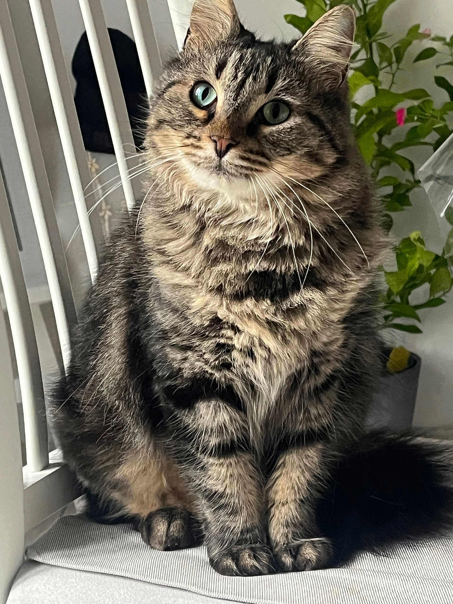 Titouf participe au concours pour gagner de l'argent avec cette photo : cat, tabby, fluffy, green_eyes, indoor, chair, plant, fur, pet, animal, whiskers, paws, domestic_cat, sitting, portrait, close_up, cozy, natural_light, feline, curious