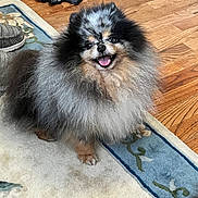 Pongo joined the competition — help win amazing prizes! dog, pomeranian, fluffy, smiling, toy, jack_skellington, wood_floor, rug, indoor, pet, cute, small_dog, fur, animal, playful, happy, sitting, home, carpet, floor