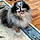 Pongo
