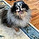 Pongo