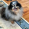 animal, carpet, cute, dog, floor, fluffy, fur, happy, home, indoor, jack_skellington, pet, playful, pomeranian, rug, sitting, small_dog, smiling, toy, wood_floor