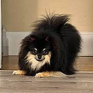 Calissi is registered to the contest to win money with this photo: dog, fluffy, black, tan, small_dog, indoor, wood_floor, curious, pet, mischievous, animal, cute, fur, pomeranian, crouching, playful, house, canine, companion, domestic